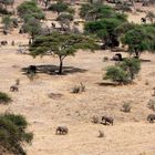 Elefanten kommen vom Tarangire - Fluss