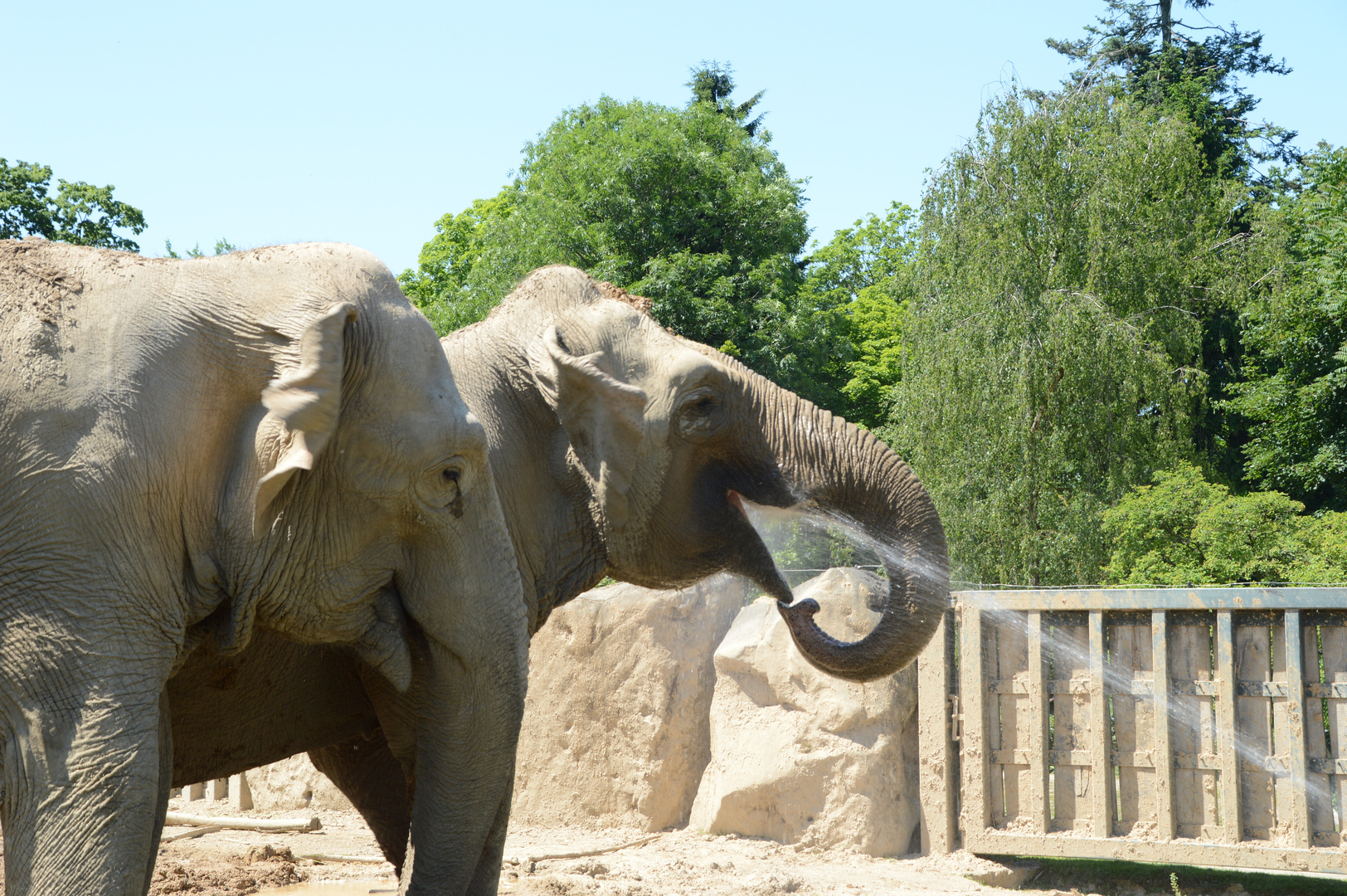 Elefanten Krefelder Zoo