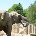 Elefanten Krefelder Zoo