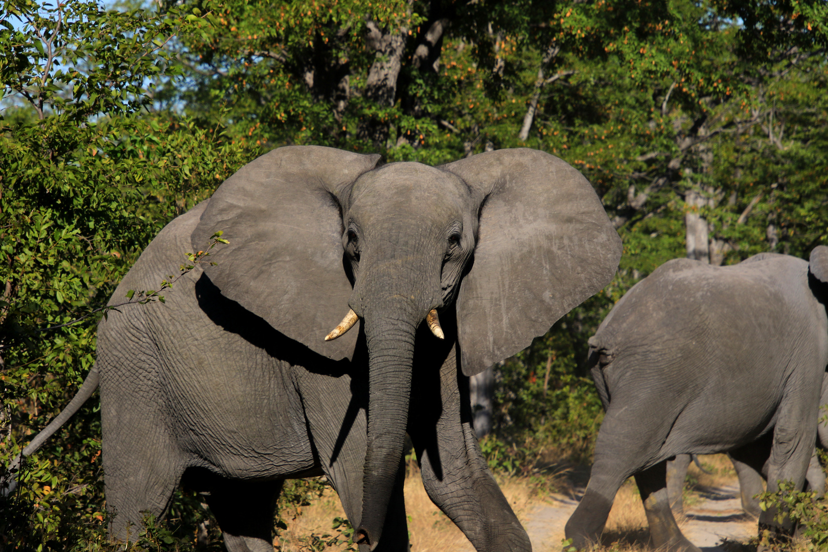 Elefanten kreuzen den Weg 