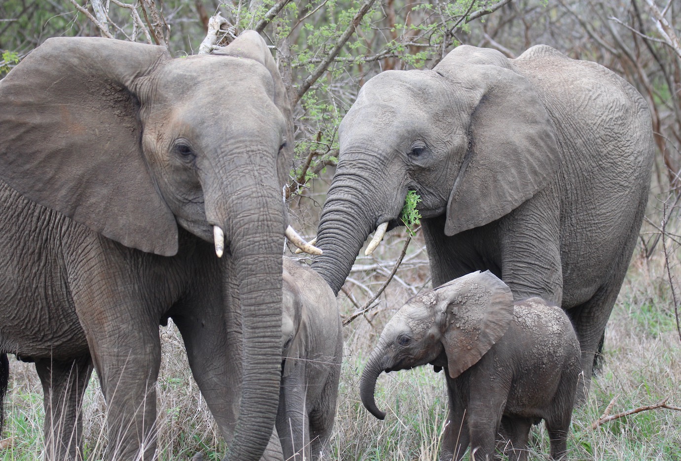 Elefanten Krüger Nationalpark