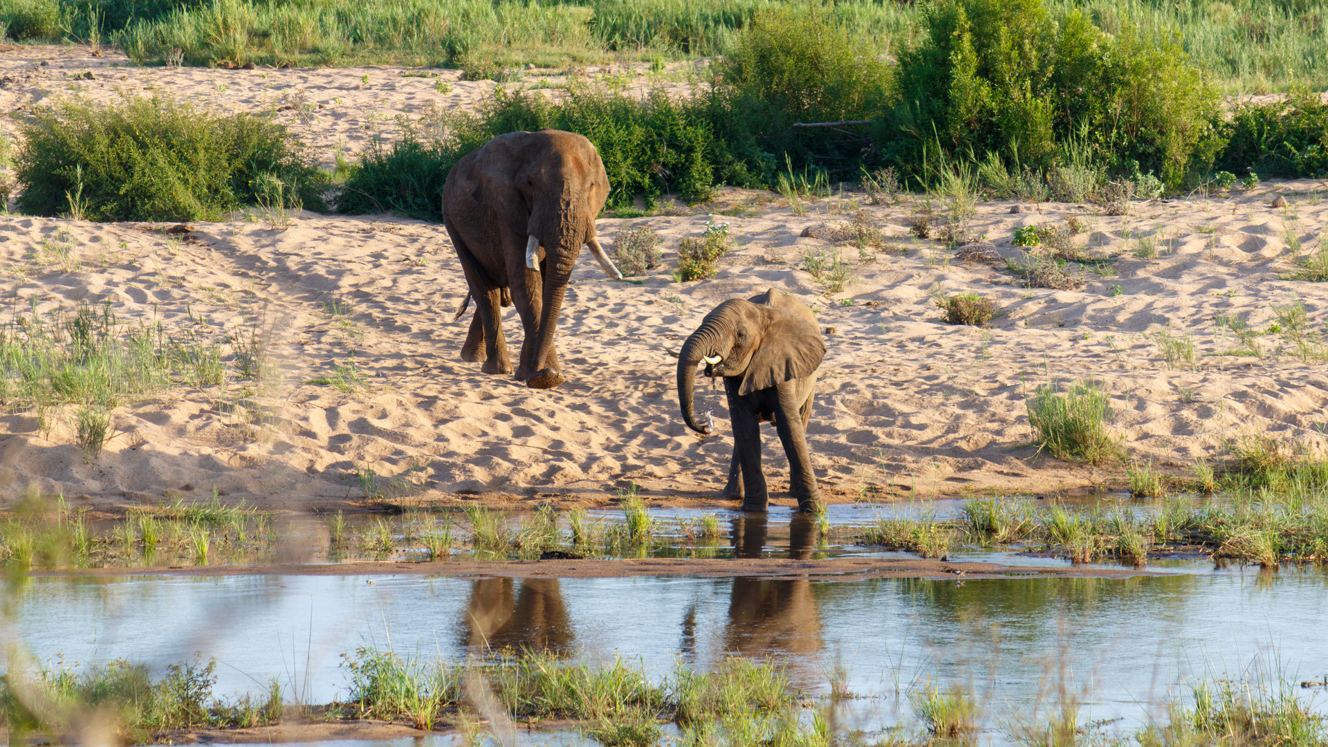 Elefanten - Krüger Nationalpark ZA