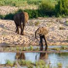 Elefanten - Krüger Nationalpark ZA