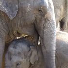 Elefanten Liebe
