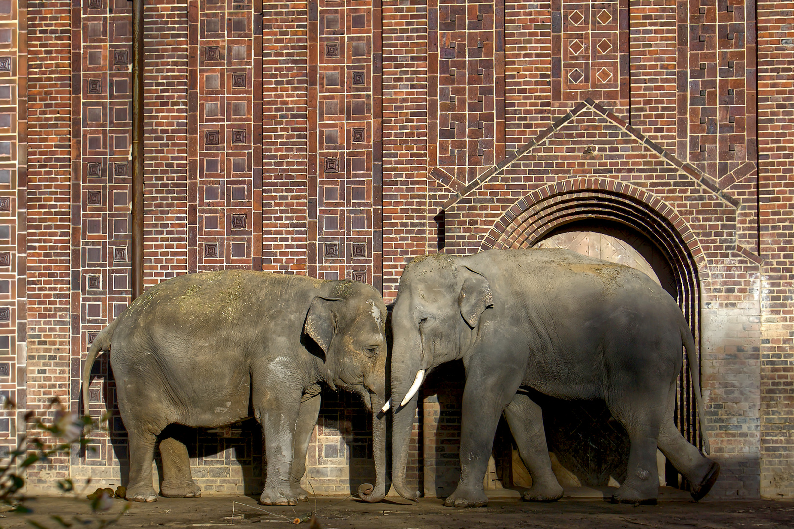 Elefanten Liebe im Leipziger Zoo