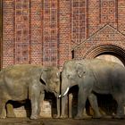 Elefanten Liebe im Leipziger Zoo