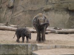 Elefanten Mama mit Elefantenbaby im Kölner Zoo