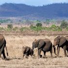Elefanten, Mikumi Nationalpark, Tansania