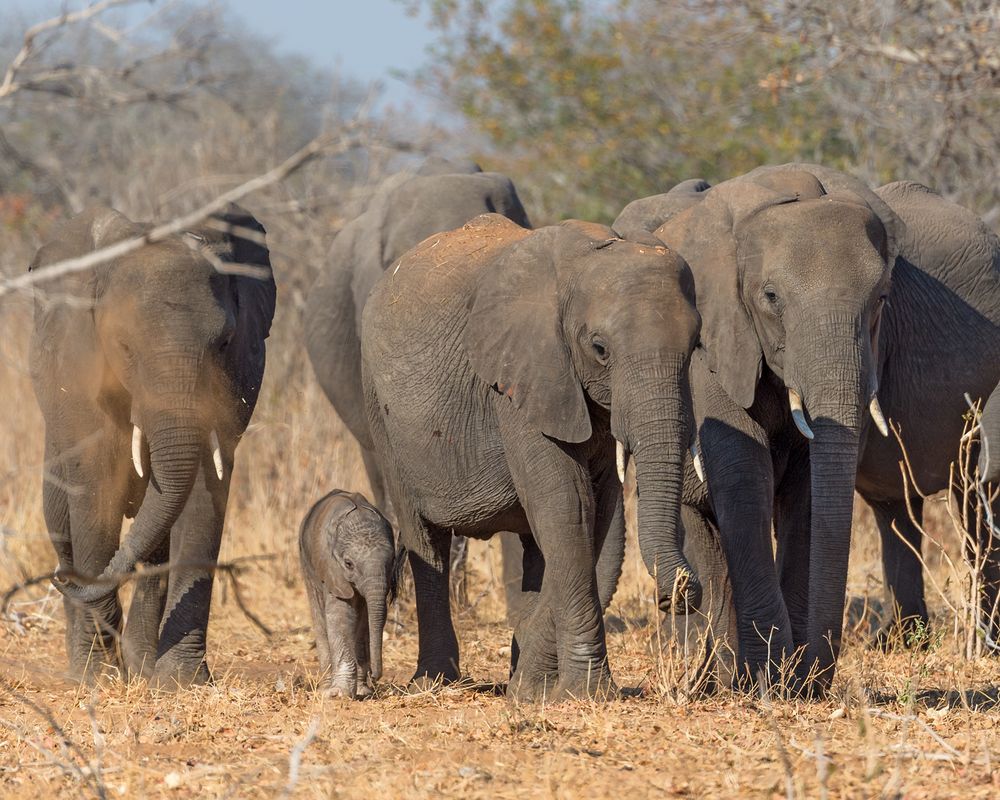 Elefanten mit Baby Foto & Bild natur, baby, elefant Bilder auf