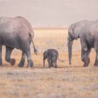 Elefanten mit Baby
