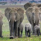 Elefanten mit Babys