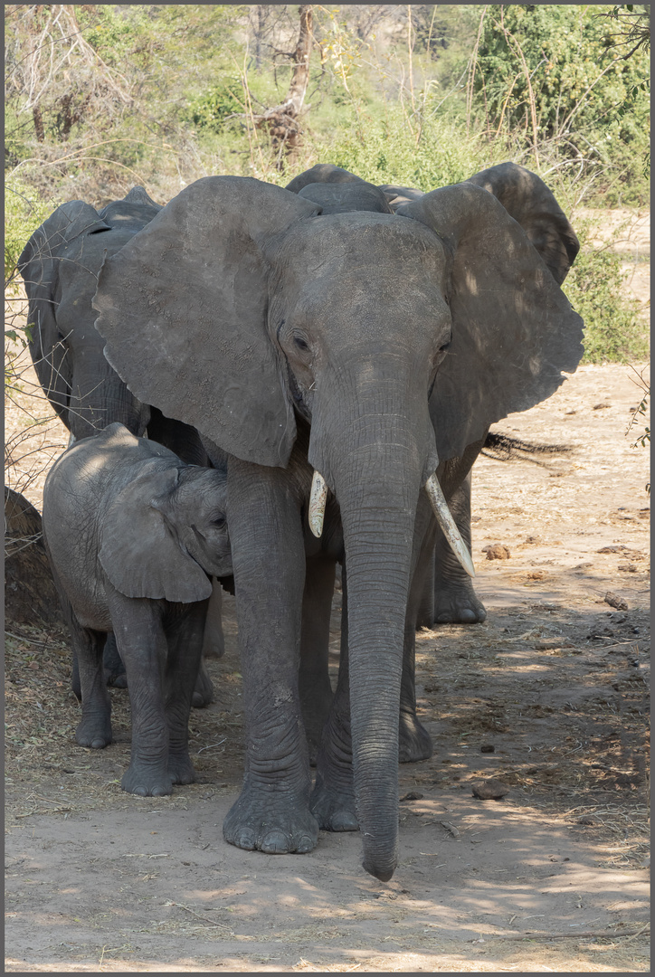 Elefanten mit Kind Foto Bild africa southern africa Elefanten mit Kind Foto Bild africa southern africa