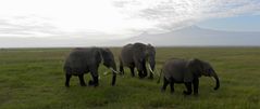 Elefanten mit "Strümpfen" :-)