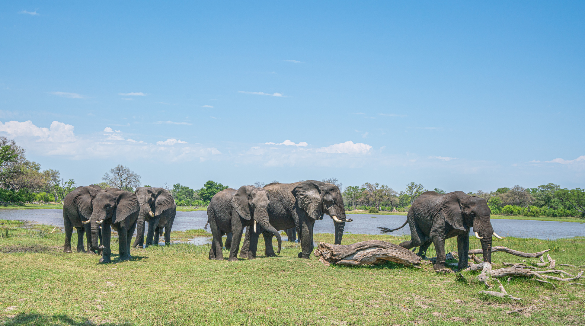 Elefanten nach dem Baden