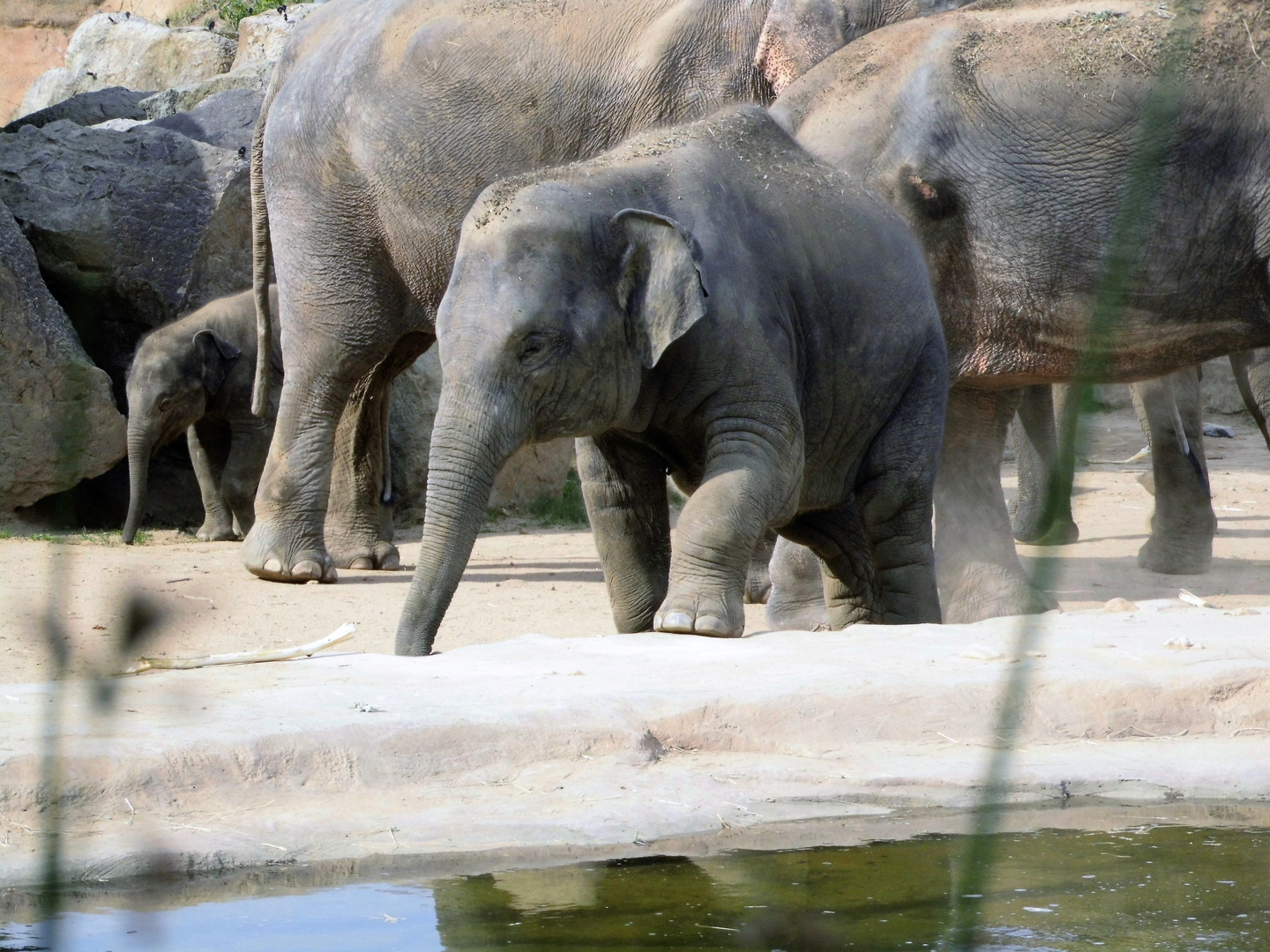 Elefanten Nachwuchs im Prager Zoo