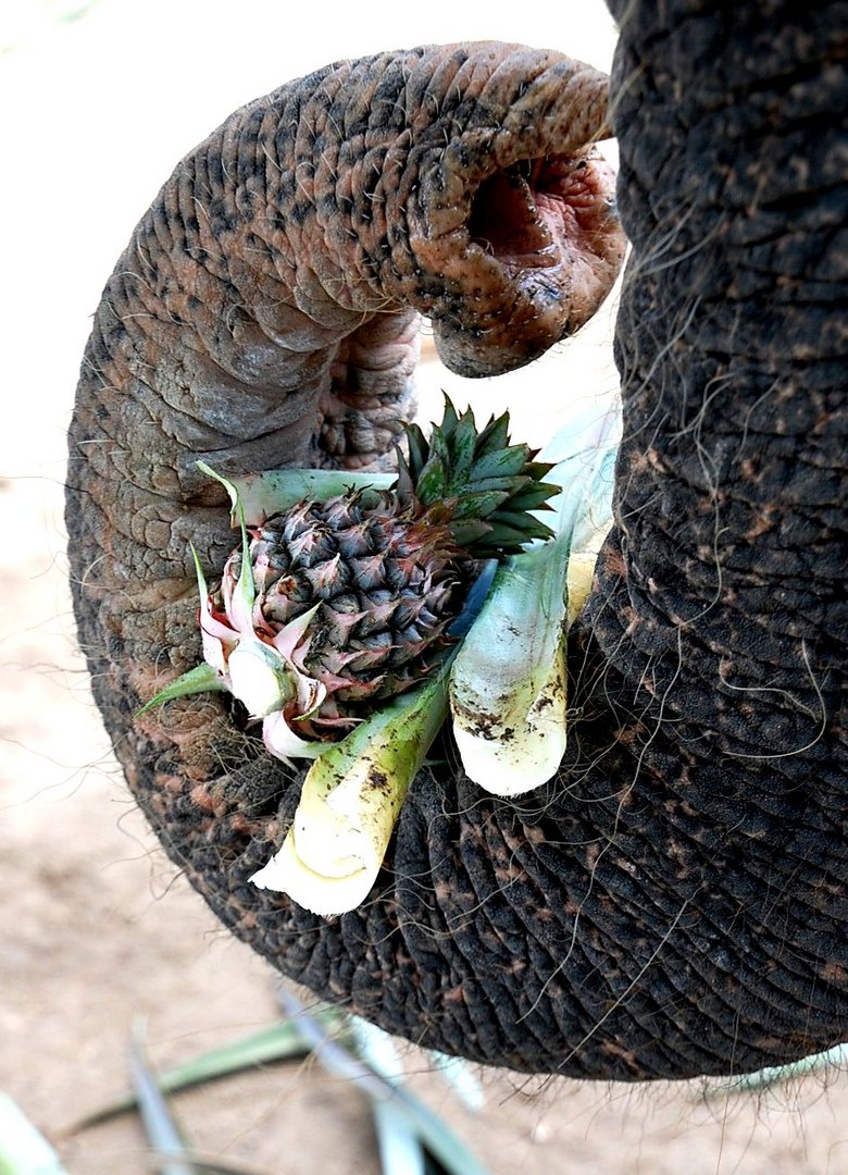 Elefanten Obst Snack**