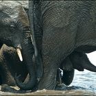 Elefanten - Okavango