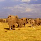 Elefanten Panorama