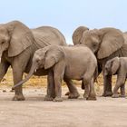 Elefanten-Parade (3)