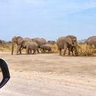Elefanten-Parade (4)