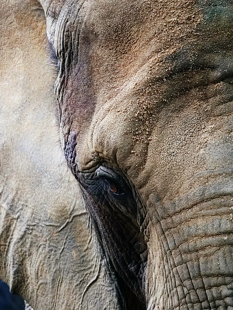 Elefanten-Portrait