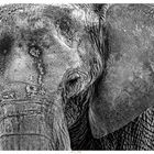 Elefanten Portrait 