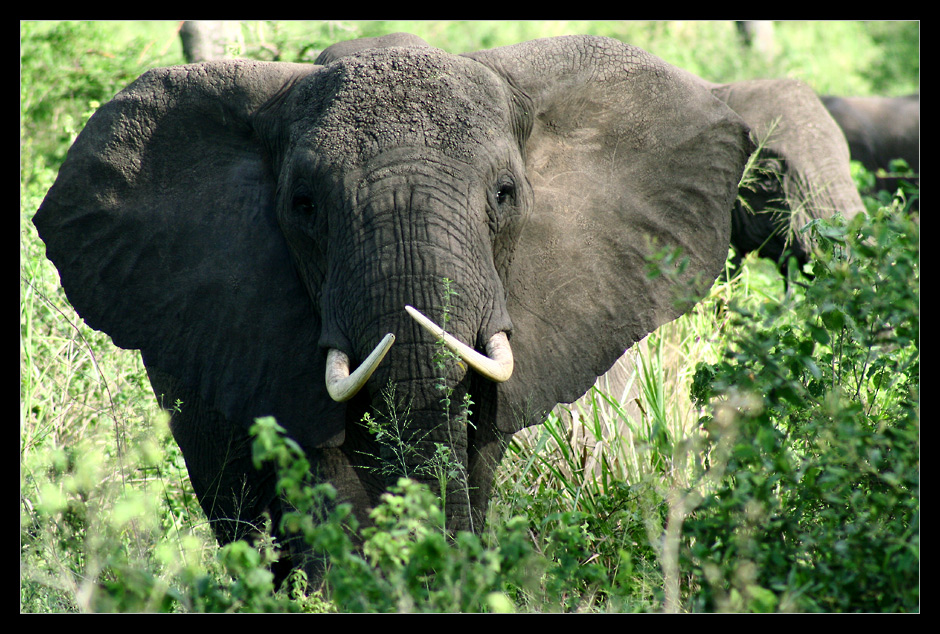 Elefanten, Queen Elizabeth NP, Uganda