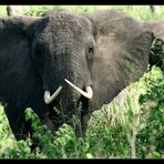 Elefanten, Queen Elizabeth NP, Uganda