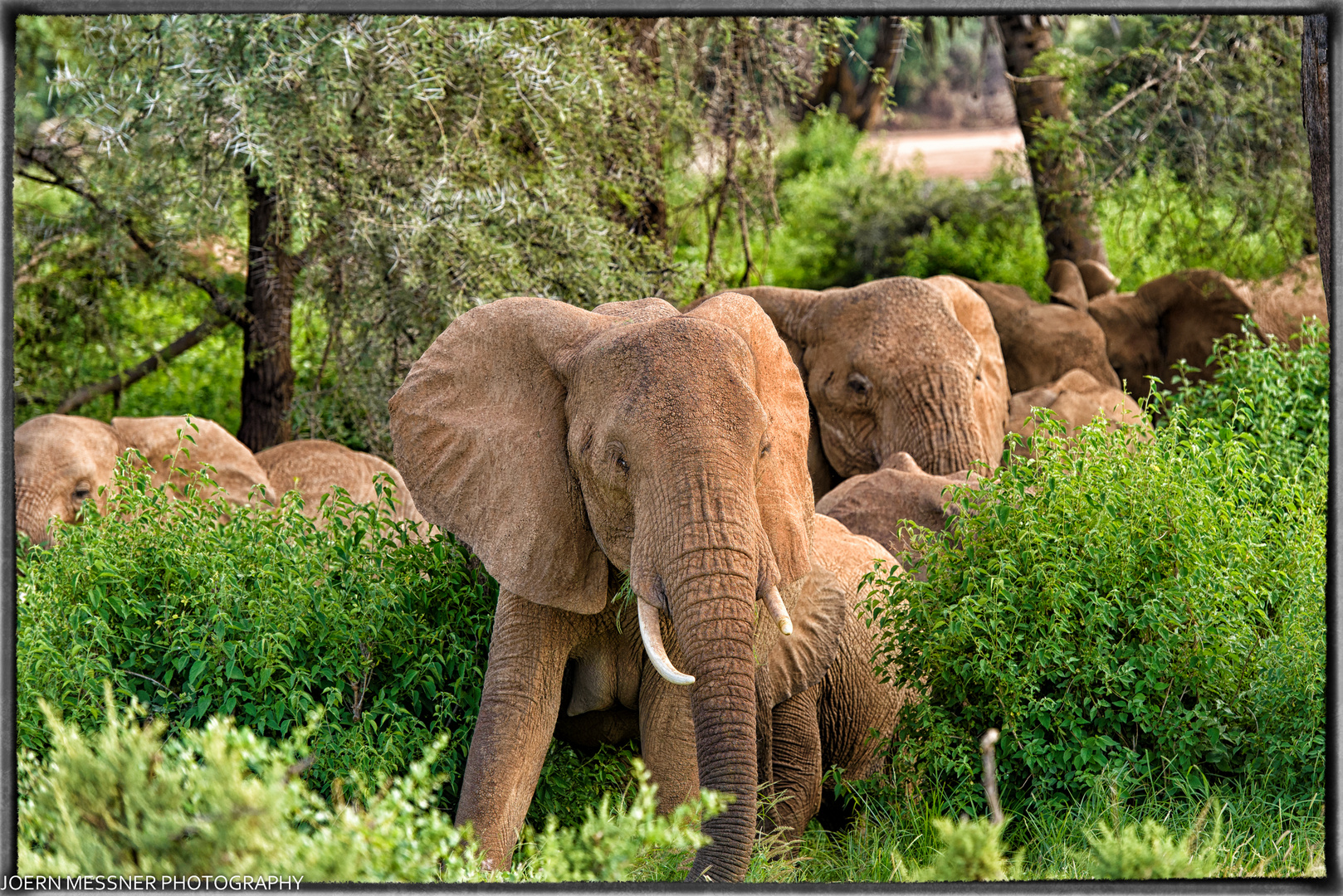 Elefanten - Samburu National Reserve