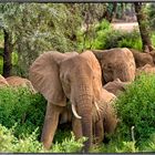 Elefanten - Samburu National Reserve