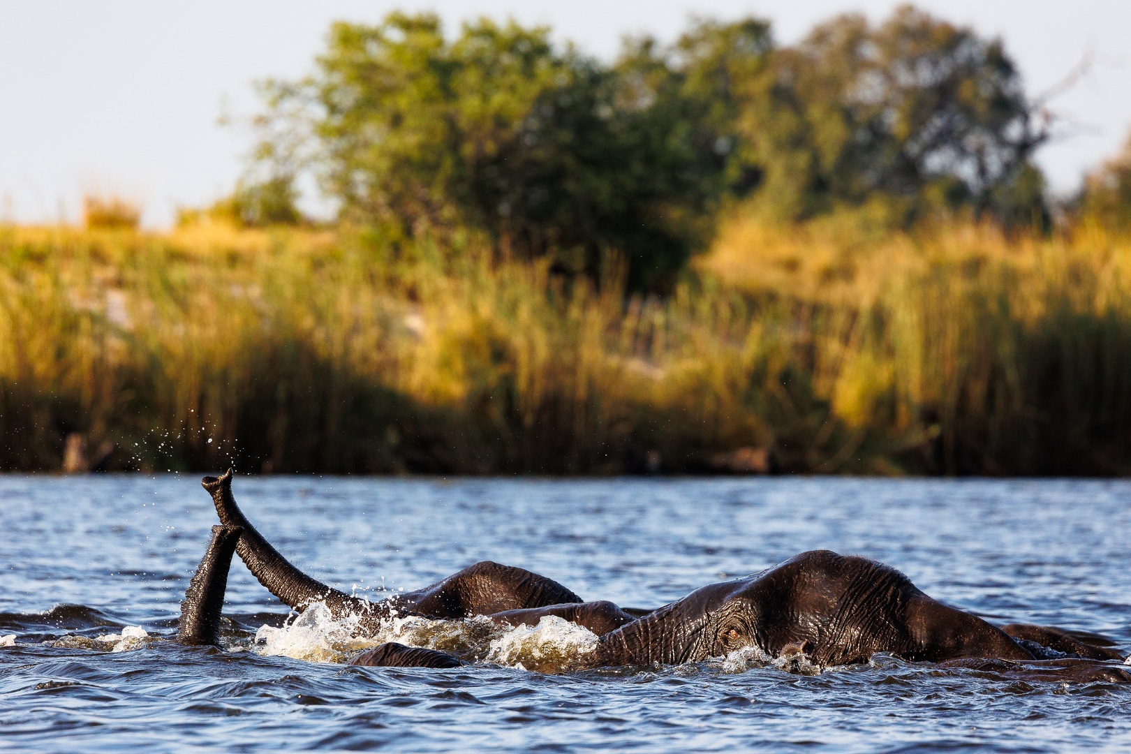 Elefanten schwimmen durch den Zambezi 