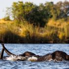 Elefanten schwimmen durch den Zambezi 