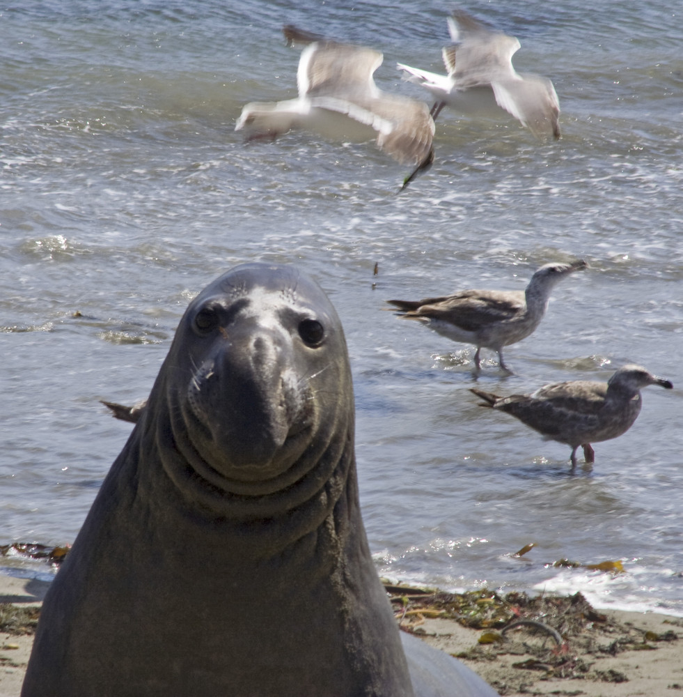 Elefanten Seehund (Elephant Seal), USA Westküste Highway No. 1