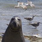 Elefanten Seehund (Elephant Seal), USA Westküste Highway No. 1