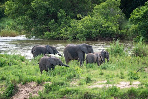 Elefanten - Solidarität und Mitgefühl