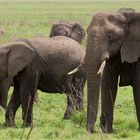 Elefanten Sonntagsausflug - reload