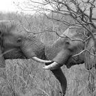 Elefanten spielen