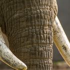 Elefanten- Stoßzähne