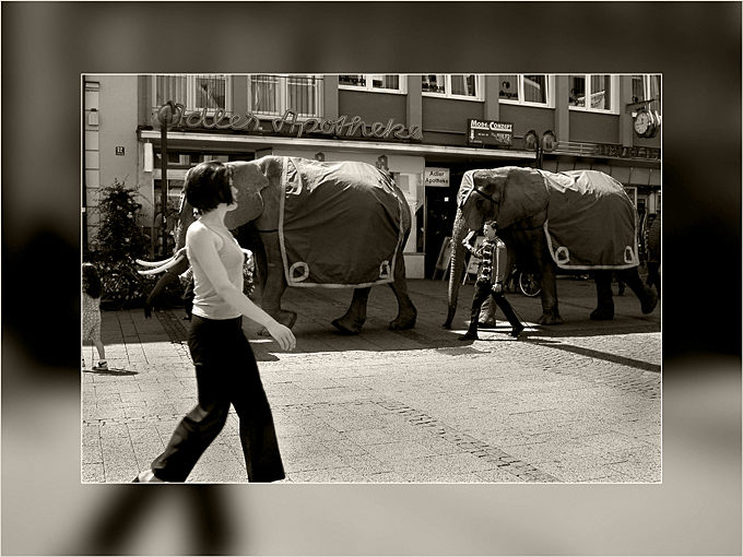 elefanten, street und situationen