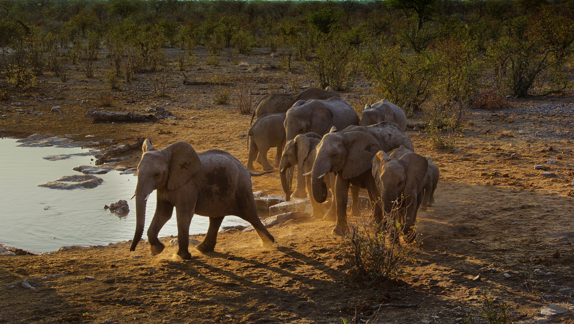 Elefanten stürmen zum Wasserloch