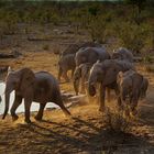 Elefanten stürmen zum Wasserloch