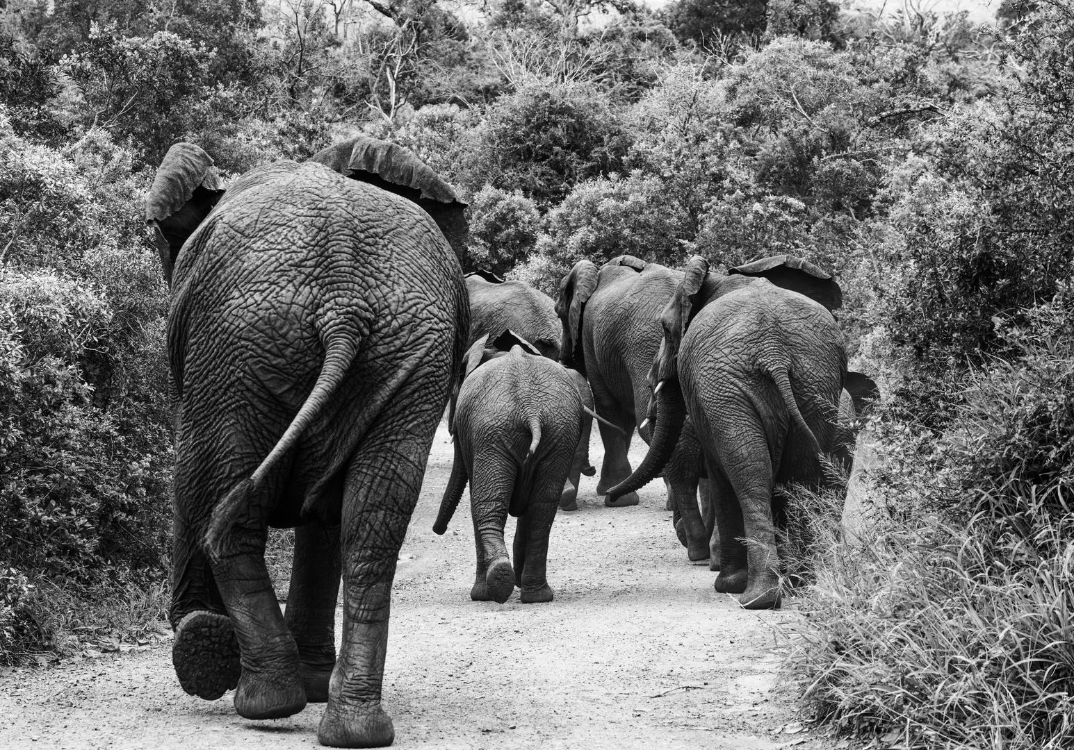 Elefanten Südafrika SW2
