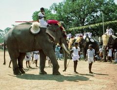 Elefanten-Tag. Trichur, Kerala