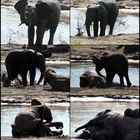 Elefanten - "Tanz"
