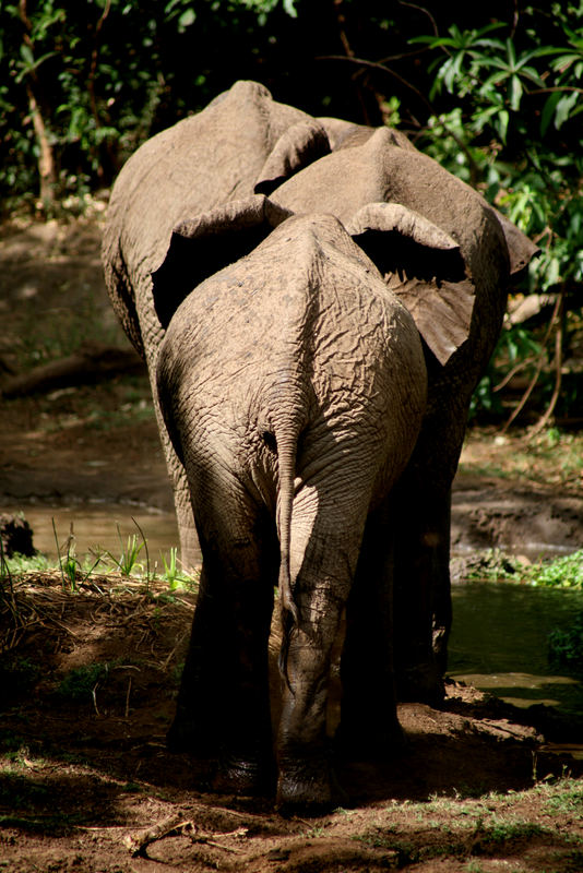 Elefanten Tanzania