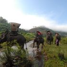 Elefanten-Trekking in der Provinz Xayaboury