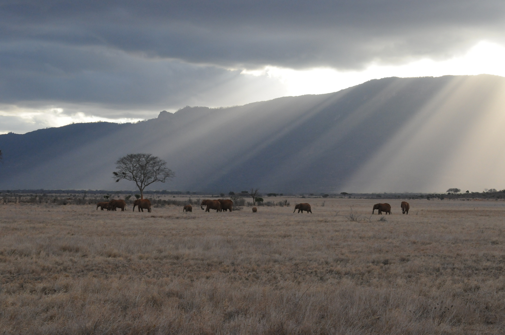 Elefanten Tsavo Ost ( Kenia )