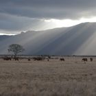 Elefanten Tsavo Ost ( Kenia )