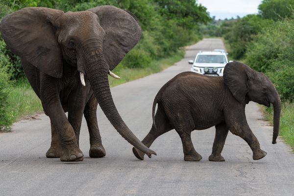 Elefanten überqueren die Straße