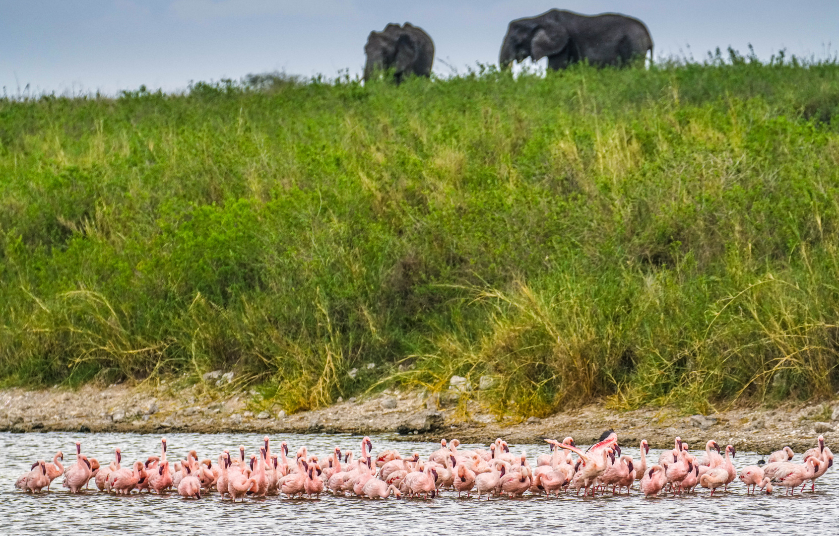 Elefanten und Flamingos